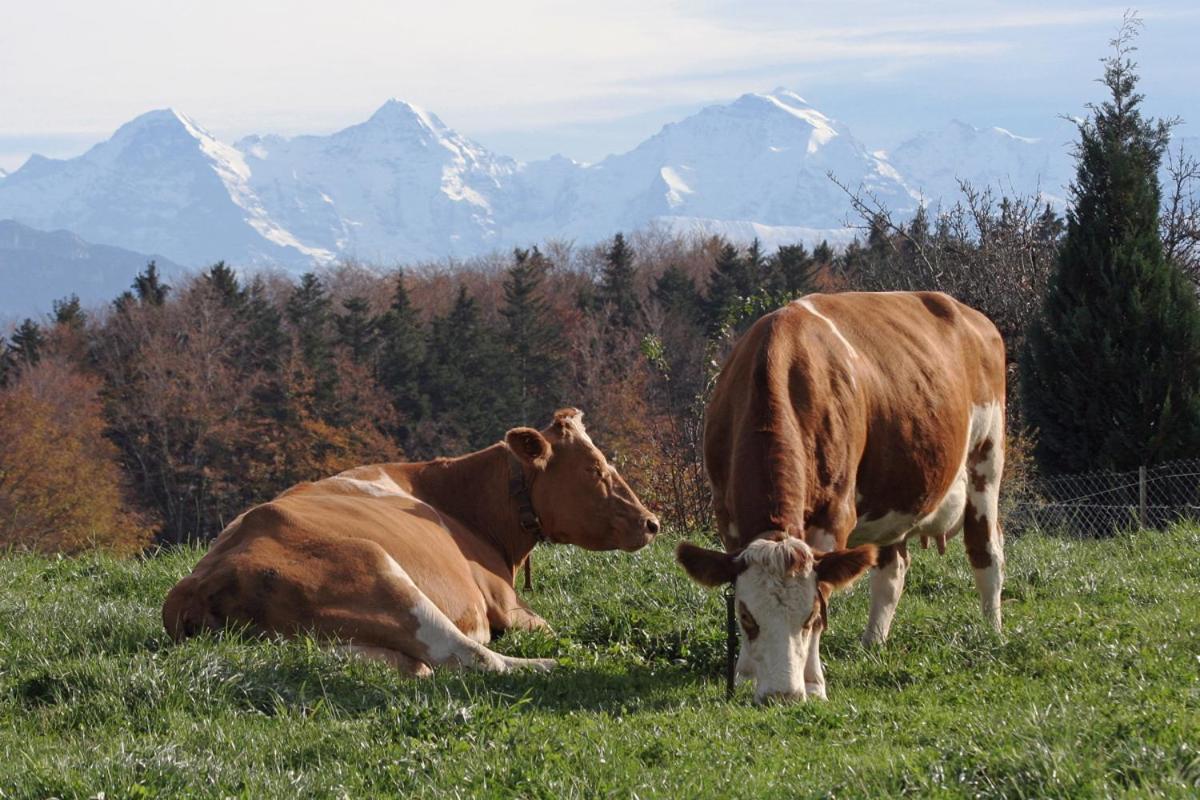 Mountain Home - Ein Aufenthalt Mit Weitblick Niedermuhlern Luaran gambar
